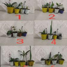 تعدادی پک گل و گیاه مناسب آپارتمان و بالکن