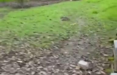 معاوضه با ماشین