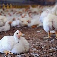 فروش مرغ 45 روزه تکی وعمده