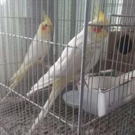 مولد سرحال و عالی