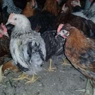 فروش مرغ و خروس محلی 70 روزه