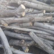 حدودسه تن چوب گردو