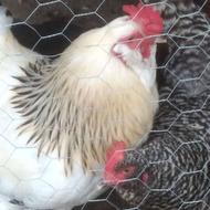 فروش خروس برهما