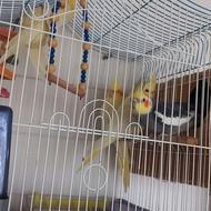 فروش طوطی عروس مولد ب همراه جوجه قفس لوازم