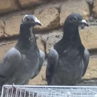 کوبتر سالم وحشی