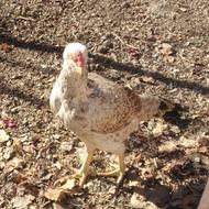 مرغ لاری فقط معاوضه با خروس لاری