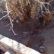 واگذاری سگ سالم