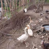 قو غاز بالغ