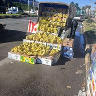 نیرو برای فروش موز