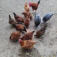 مرغ محلی تخم گذار و مرغ امپراطور