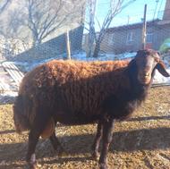 قوچ قزل افشار