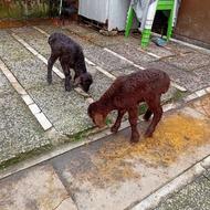 دوتا بره دوقلو