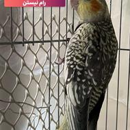 عروس هلندی مرواریدی