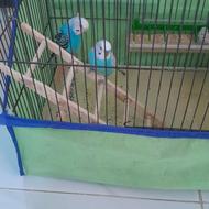 فروش مرغ عشق