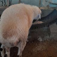 نرتخمی جوان وکار بلد