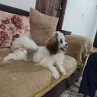 واگذاری شیتزوسوپرفلت شش ماهه