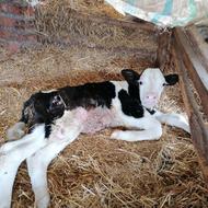 گوساله فلج.