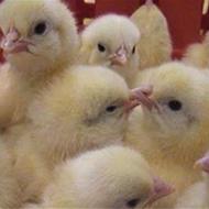 فروش جوجه گوشتی 10 روز