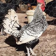 دو خروس سبرایت و یک خروس جاپنیز