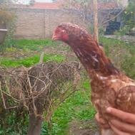 مرغلاری سرحال