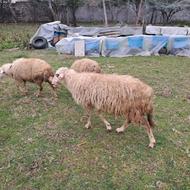 فروش گوسفند جوان