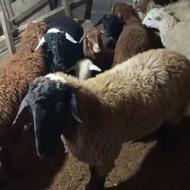 بره گوسفند نرو ماده جنس دار