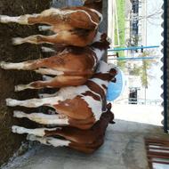 گوساله پرواری