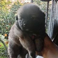 واگذاری سگ اشتپیز توله