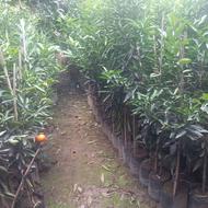 فروش نهال مرکبات