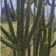 گیاه کاکتوس