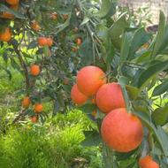 پرتقال خونی