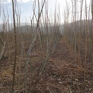 فروش نهال گردو پیوندی