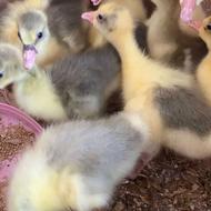 جوجه غاز9روزه و5روزه تضمینی