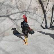 فروشی دو برادر