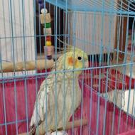 طوطی عروس ماده با قفس