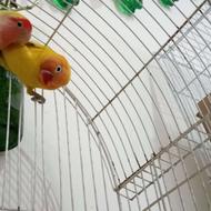 فروش پرنده کوتوله