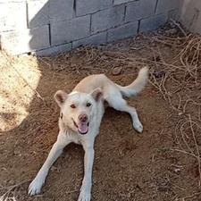 نیازمند سگ واگذاری