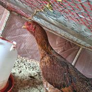 مرغ لاری سرحال