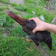 خروس لاری دو رگه چهار ماهه