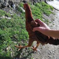 پارسا بهرامی