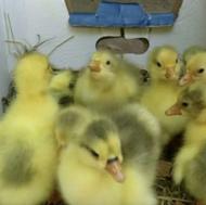 جوجه غاز یک روزه