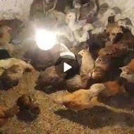 جوجه محلی اصل