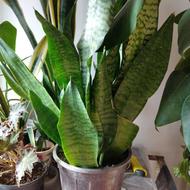 گل سانسوریا آمریکن چند غلافه