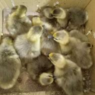 جوجههههه غااااااااززززر