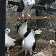 خریدار کبوترم