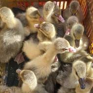 جوجه غاز نژاد دار 8 روزه 17 عدد کاملا سالم