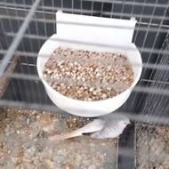 کبوتر الماسی کبوتر چینی یاکریم