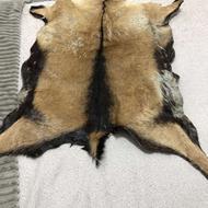 پوست طبیعی گرگ