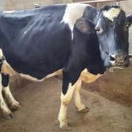 گاو هلشتاین شیری