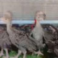 200‌عدد‌بوقلمون‌برنز‌انگلیس‌40‌روزه